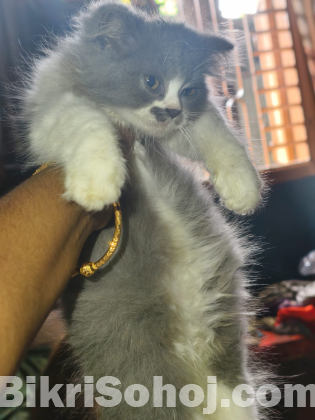 পারসিয়ান বিড়াল